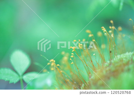 雨林/苔蘚孢子 120520768
