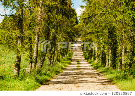 Country road path with green trees. 120520897