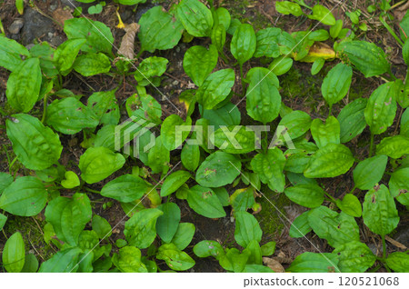 Plantain clusters in late summer Plantain clusters in late summer 120521068