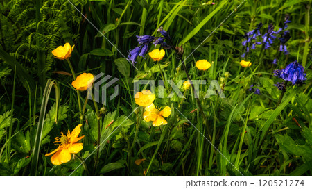 Several yellow buttercup flowers and several bluebell flowers are displayed. Green foliage provides a backdrop. Several yellow buttercup flowers and several bluebell flowers are displayed. Green foliage provides a backdrop. 120521274