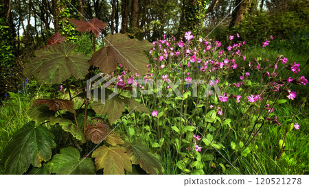 The photograph depicts a cluster of red-brown leaves next to many pink blossoms. Green grass and trees are visible in the background. 120521278