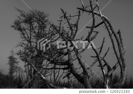 Mysterious fog envelops twisted trees in a forest landscape during early morning hours. 120521283