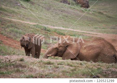 Female elephant with her calf walking in the meadow Female elephant with her calf walking in the meadow 120521299