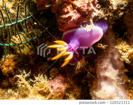 A close-up picture of a Hypselodoris apolegma nudibranch crawling on soft corals in the Philippines 120521311