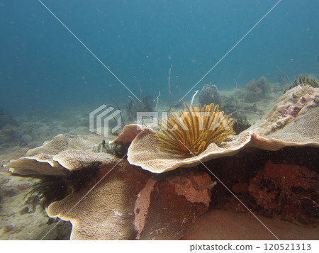 Cabbage coral, Trachyphyllia geoffroyi, and a bushy feather star, Comaster schlegelii, Philippines Cabbage coral, Trachyphyllia geoffroyi, and a bushy feather star, Comaster schlegelii, Philippines 120521313