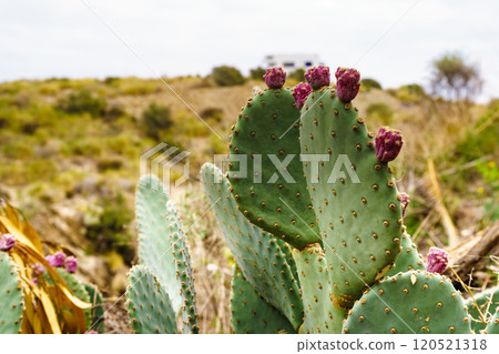 Cactus with flowers and caravan in distance 120521318