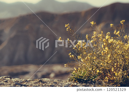 Yellow flowers and mountain view. Tabernas desert in Spain Yellow flowers and mountain view. Tabernas desert in Spain 120521329