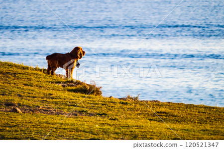 Dog walking outdoor 120521347