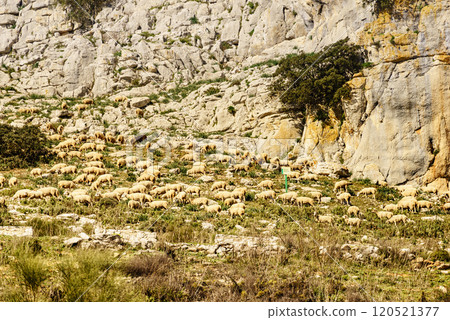 Sheeps grazing in spanish mountains. Sheeps grazing in spanish mountains. 120521377