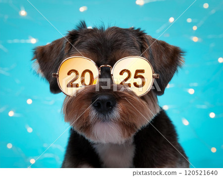 A cute puppy wearing sunglasses reflecting the number 2025, facing forward, at a New Year's celebration party 120521640