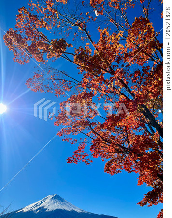 Mt. Fuji and autumn leaves on a sunny day 120521828