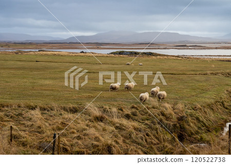 Landscape with sheep, Borgarnes, Iceland Landscape with sheep, Borgarnes, Iceland 120522738