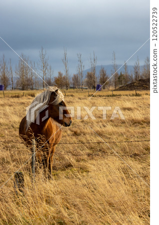 Horses on a pasture, Hamraendar, Iceland 120522739