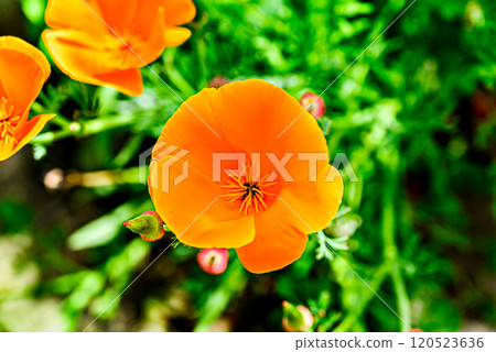 flower, bloom, blossom 120523636