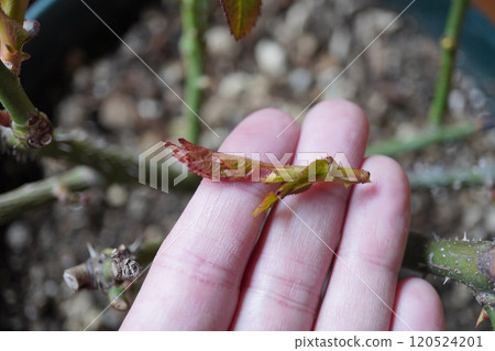 Rose Buds 12 Rose Buds 12 120524201