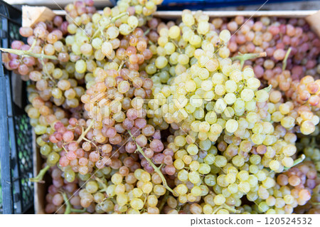 agriculture nature food grape nutrition fruit harvest green organic market fresh juicy healthy 120524532