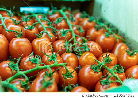 red vegetable food vegetarian raw fresh juicy market tomato nature organic agriculture produce red vegetable food vegetarian raw fresh juicy market tomato nature organic agriculture produce 120524533