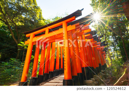 Kyoto, the thousand torii gates of Fushimi Inari Taisha Shrine Kyoto, the thousand torii gates of Fushimi Inari Taisha Shrine 120524612