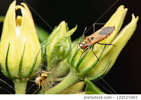 Cotton Plant Bug Cotton Plant Bug 120525065