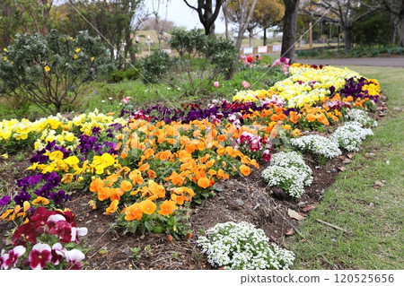 Flower garden in full bloom Flower garden in full bloom 120525656
