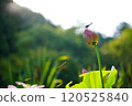 停在蓮花上的蜻蜓 120525840