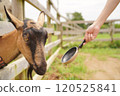 山羊飼養體驗 120525841