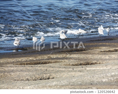 Miyubishigi以Kemigawa河的護岸為食 120526642