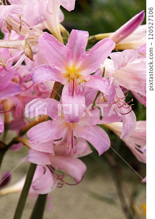 夏天七月粉紅色的水仙花花 夏天七月粉紅色的水仙花花 120527106