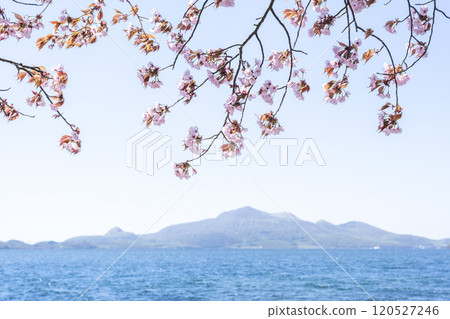 洞爺湖、昭和新山、有珠山、壯麗的櫻花 洞爺湖、昭和新山、有珠山、壯麗的櫻花 120527246