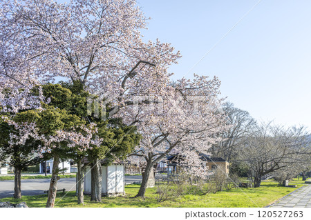 Small park with cherry blossoms in Toyako Town 120527263