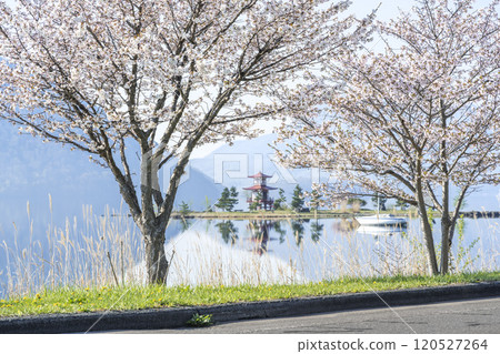 Cherry blossoms on the shores of Lake Toya, Ukimido, Toyako Town 120527264