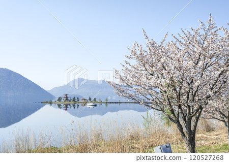 洞爺湖町浮禦堂、有珠山洞爺湖畔的櫻花 洞爺湖町浮禦堂、有珠山洞爺湖畔的櫻花 120527268