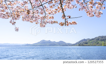 有珠山洞爺湖畔的櫻花 16:9 洞爺湖町 120527355