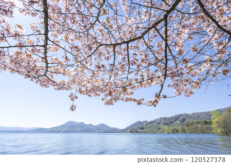 Cherry blossoms on the shores of Lake Toya, Mount Usu, Toyako Town Cherry blossoms on the shores of Lake Toya, Mount Usu, Toyako Town 120527378