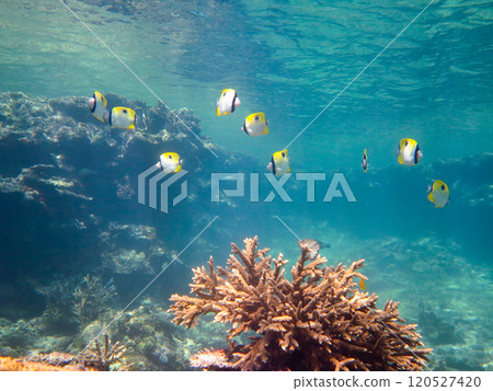 伊頓蝴蝶魚成群遊動 120527420