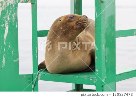 [秘魯]帕拉卡斯的奧塔里亞 120527478