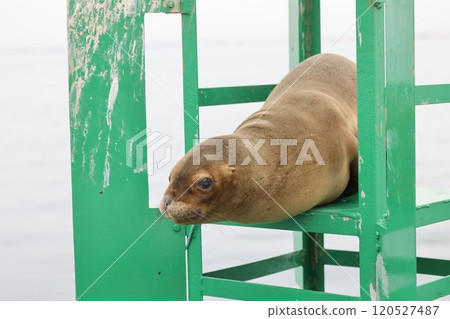 [Peru] South American sea lion of Paracas 120527487