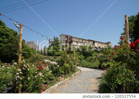 Shirahama Misaki Rose Garden 120527554