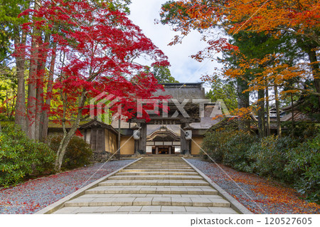 高野山金剛峰寺正門被秋葉覆蓋 120527605