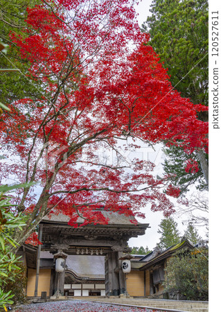 Koyasan Kongobu-ji Temple: main gate surrounded by autumn leaves 120527611