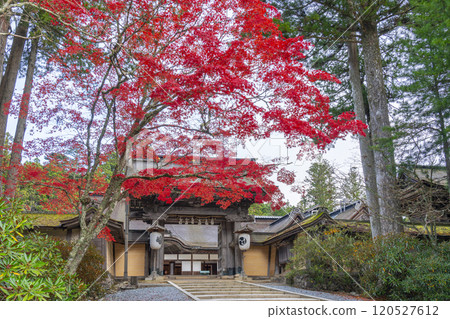 Koyasan Kongobu-ji Temple: main gate surrounded by autumn leaves Koyasan Kongobu-ji Temple: main gate surrounded by autumn leaves 120527612