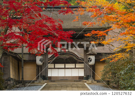 Koyasan Kongobu-ji Temple: main gate surrounded by autumn leaves Koyasan Kongobu-ji Temple: main gate surrounded by autumn leaves 120527632