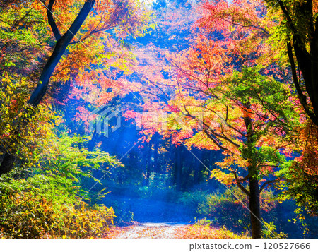 Japanese maple tunnel Japanese maple tunnel 120527666