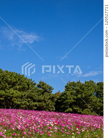 Cosmos field in full bloom and blue sky Cosmos field in full bloom and blue sky 120527711