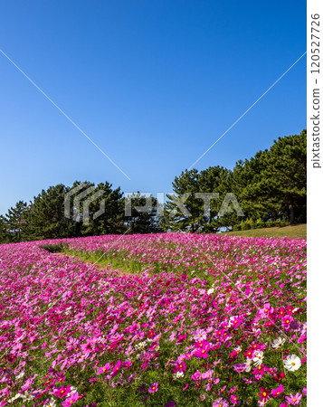 在盛開和藍天的波斯菊領域 在盛開和藍天的波斯菊領域 120527726