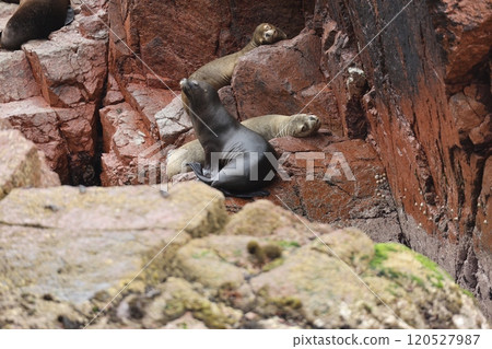 [Peru] Fur seals in the Ballestas Islands 120527987