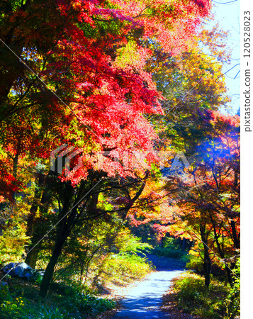 Japanese Maple Path (Vertical) Japanese Maple Path (Vertical) 120528023