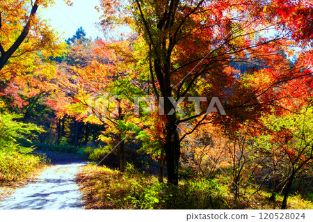 Japanese maple path Japanese maple path 120528024