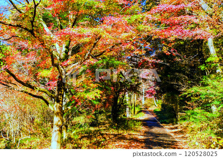 Japanese maple tunnel in direct sunlight Japanese maple tunnel in direct sunlight 120528025