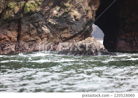[Peru] Ballestas Islands 120528060